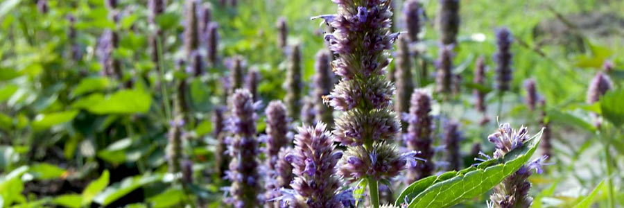 Anisagastache Pflanzen