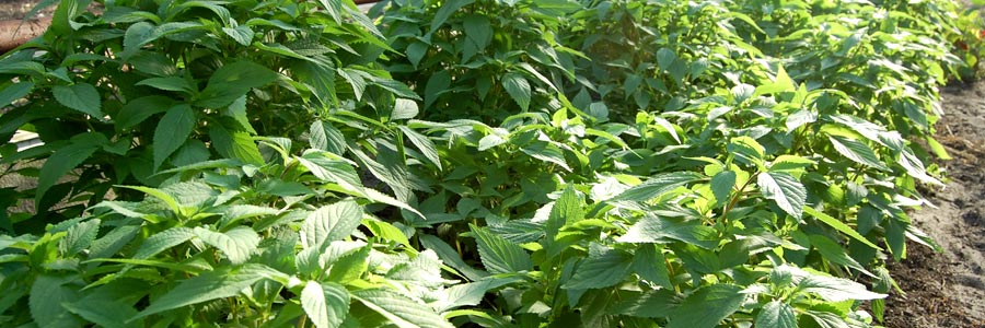 Vietnamesische Melisse Pflanzen